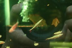 画像2: 【淡水魚】【通販】エクエスペンシルフィッシュ【１匹 サンプル画像】(カラシン)(生体)(熱帯魚)NK (2)