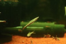 画像3: 【淡水魚】【通販】エクエスペンシルフィッシュ【１匹 サンプル画像】(カラシン)(生体)(熱帯魚)NK (3)