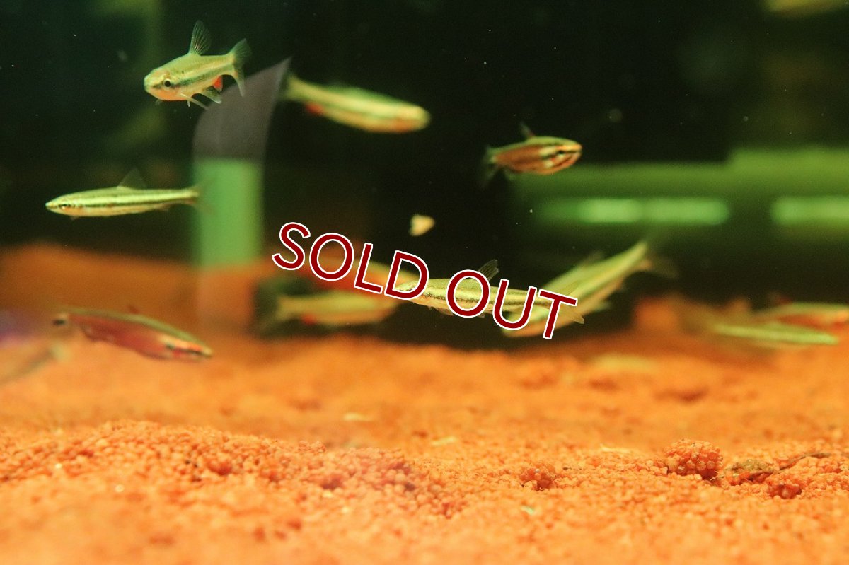 画像1: 【10%OFF対象商品30周年セール】【淡水魚】【通販】マリリナエペンシルフィッシュ【１匹 サンプル画像】(カラシン)(生体)(熱帯魚)NK (1)