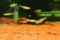 画像1: 【淡水魚】【通販】マリリナエペンシルフィッシュ【１匹 サンプル画像】(カラシン)(生体)(熱帯魚)NK (1)