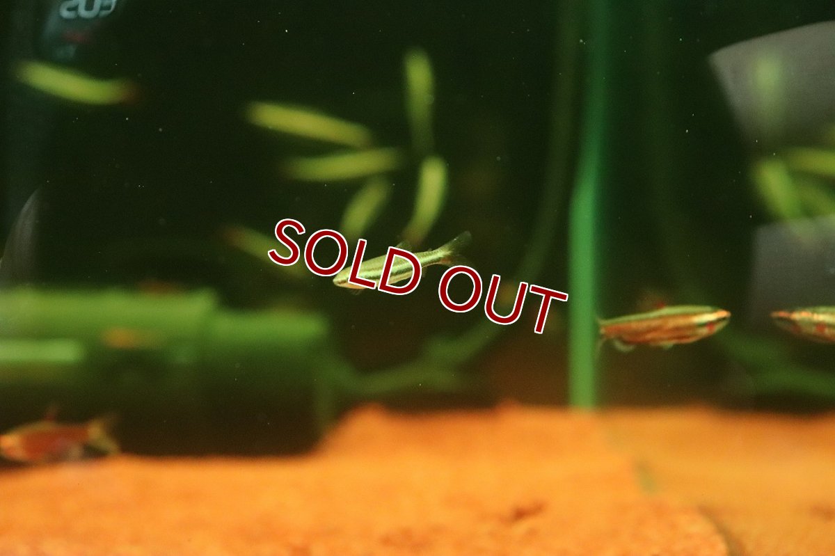 画像2: 【10%OFF対象商品30周年セール】【淡水魚】【通販】マリリナエペンシルフィッシュ【１匹 サンプル画像】(カラシン)(生体)(熱帯魚)NK (2)