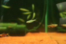 画像2: 【淡水魚】【通販】マリリナエペンシルフィッシュ【１匹 サンプル画像】(カラシン)(生体)(熱帯魚)NK (2)