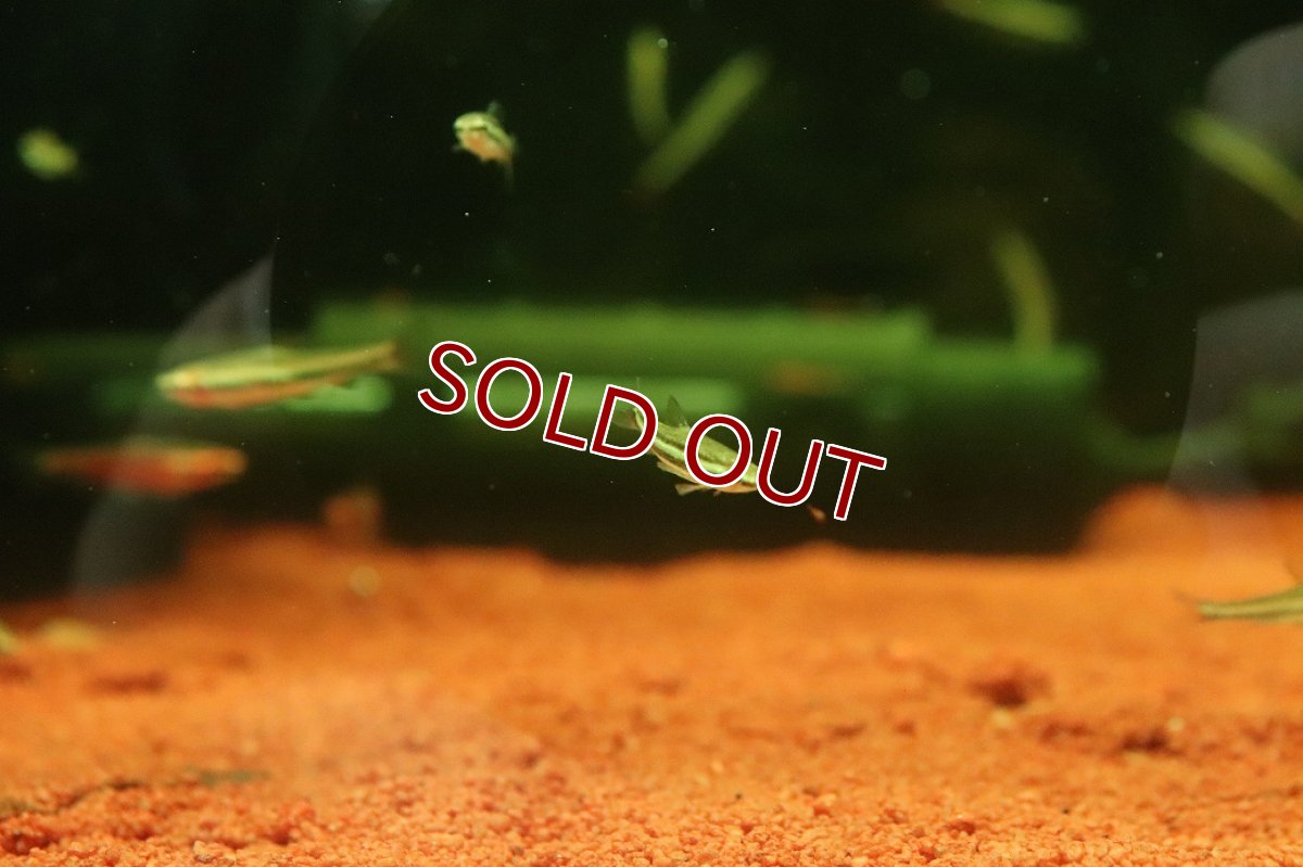 画像3: 【10%OFF対象商品30周年セール】【淡水魚】【通販】マリリナエペンシルフィッシュ【１匹 サンプル画像】(カラシン)(生体)(熱帯魚)NK (3)
