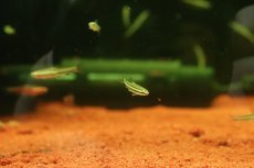 画像3: 【淡水魚】【通販】マリリナエペンシルフィッシュ【１匹 サンプル画像】(カラシン)(生体)(熱帯魚)NK (3)