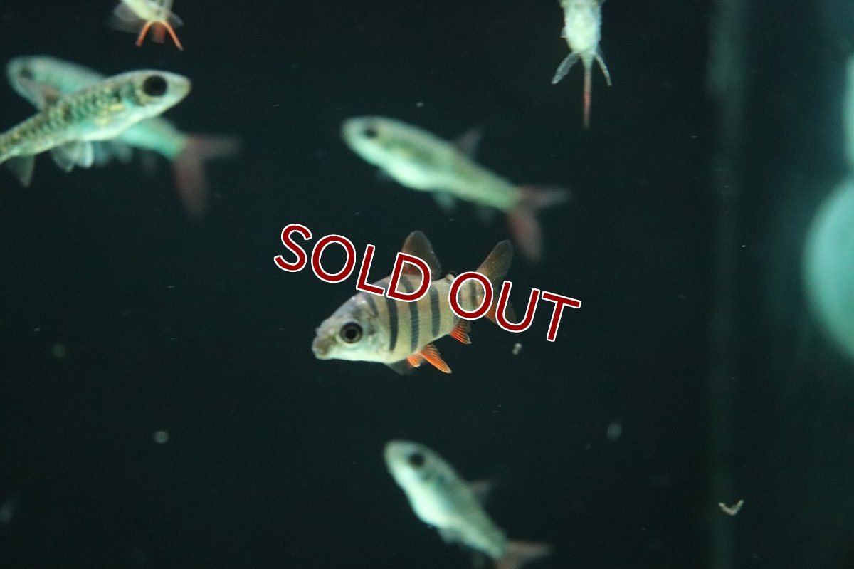 画像1: 【淡水魚】【通販】ショートノーズクラウンテトラ【１匹 サンプル画像】(大型魚)(生体)(熱帯魚)NKO (1)