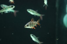 画像1: 【淡水魚】【通販】ショートノーズクラウンテトラ【１匹 サンプル画像】(大型魚)(生体)(熱帯魚)NKO (1)