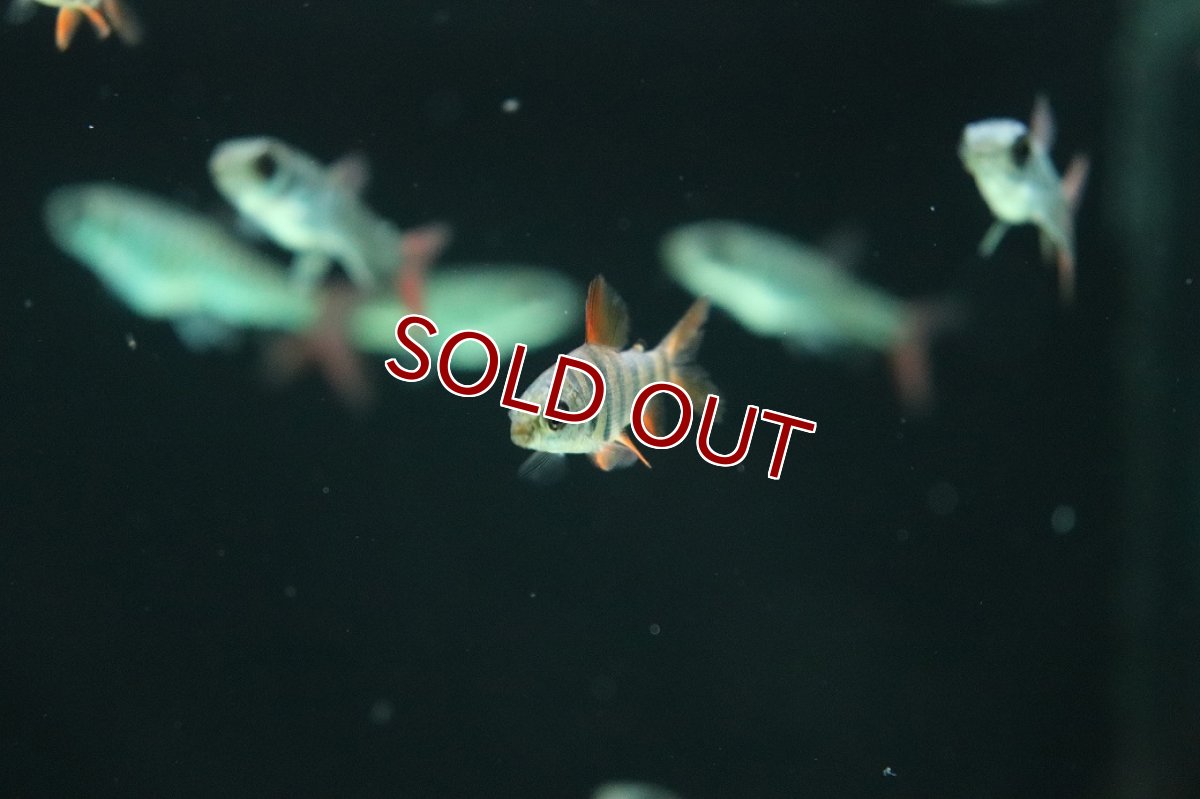 画像2: 【淡水魚】【通販】ショートノーズクラウンテトラ【１匹 サンプル画像】(大型魚)(生体)(熱帯魚)NKO (2)