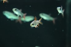 画像2: 【淡水魚】【通販】ショートノーズクラウンテトラ【１匹 サンプル画像】(大型魚)(生体)(熱帯魚)NKO (2)