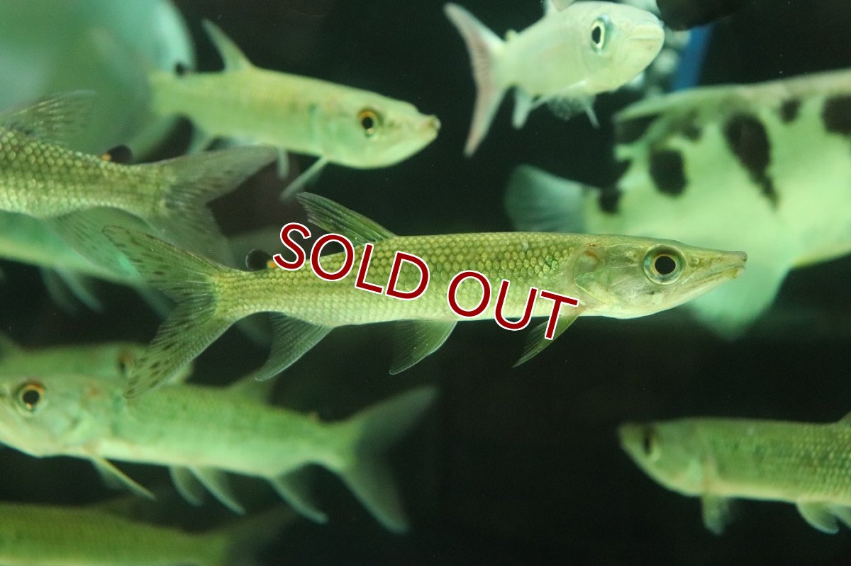 画像1: 【10%OFF対象商品30周年セール】【淡水魚】【通販】特価 アフリカンパイクカラシン ワイルド【1匹 サンプル画像】(±10-13cm)(大型魚)（生体）（熱帯魚）NKO (1)