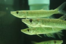 画像2: 【淡水魚】【通販】特価 アフリカンパイクカラシン ワイルド【1匹 サンプル画像】(±10-13cm)(大型魚)（生体）（熱帯魚）NKO (2)