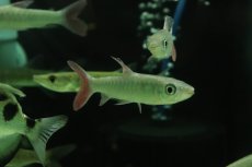画像1: 【淡水魚】【通販】ピンクテールカラシン【1匹 サンプル画像】(±9-10cm)(大型魚)（生体）（熱帯魚）NKO (1)