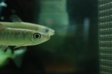 画像2: 【淡水魚】【通販】ピンクテールカラシン【1匹 サンプル画像】(±9-10cm)(大型魚)（生体）（熱帯魚）NKO (2)