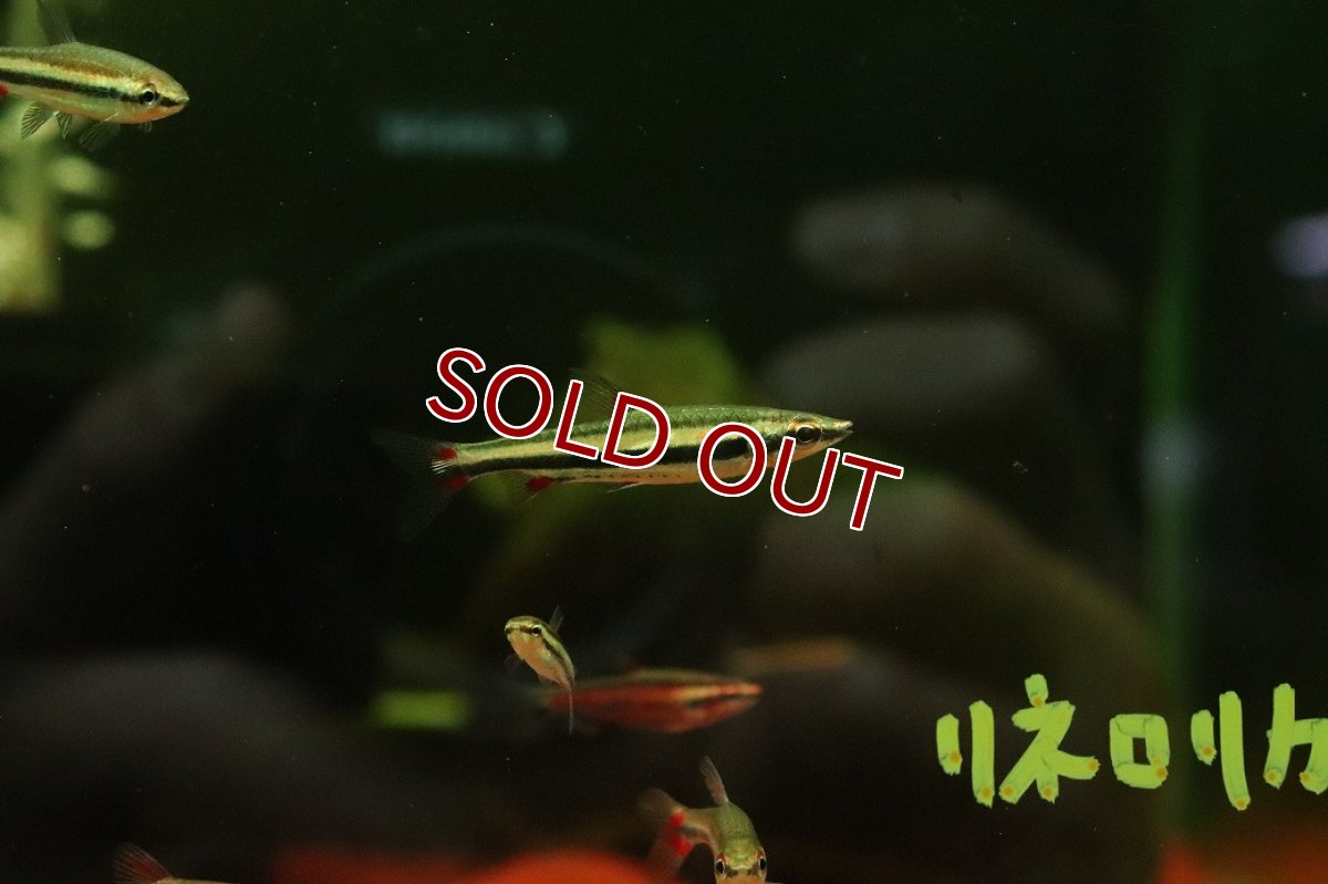 画像1: 【ボーナスセール対象個体　クーポンご利用で更に10％OFF】【淡水魚】【通販】スリーラインペンシルフィッシュ【1匹 サンプル画像】(カラシン)（生体）（熱帯魚）NK (1)