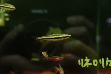 画像1: 【淡水魚】【通販】スリーラインペンシルフィッシュ【1匹 サンプル画像】(カラシン)（生体）（熱帯魚）NK (1)