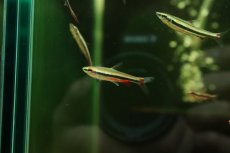 画像2: 【淡水魚】【通販】スリーラインペンシルフィッシュ【1匹 サンプル画像】(カラシン)（生体）（熱帯魚）NK (2)