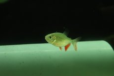 画像1: 【淡水魚】【通販】激レア ブラジル便 レッドコロソマ ワイルド【1匹 サンプル画像】(±4cm)(大型魚)(生体)(熱帯魚)NKO (1)