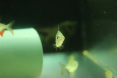 画像2: 【淡水魚】【通販】激レア ブラジル便 レッドコロソマ ワイルド【1匹 サンプル画像】(±4cm)(大型魚)(生体)(熱帯魚)NKO (2)