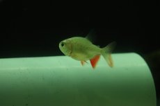 画像3: 【淡水魚】【通販】激レア ブラジル便 レッドコロソマ ワイルド【1匹 サンプル画像】(±4cm)(大型魚)(生体)(熱帯魚)NKO (3)