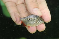 画像1: 【淡水魚】【通販】超激レア ブラジル便 イエローコロソマ サンフランシスコ産ワイルド【1匹 サンプル画像】(±4-6cm)(生体)(熱帯魚)NKO (1)