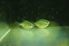 画像2: 【淡水魚】【通販】超激レア ブラジル便 イエローコロソマ サンフランシスコ産ワイルド【1匹 サンプル画像】(±4-6cm)(生体)(熱帯魚)NKO (2)