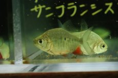 画像3: 【淡水魚】【通販】超激レア ブラジル便 イエローコロソマ サンフランシスコ産ワイルド【1匹 サンプル画像】(±4-6cm)(生体)(熱帯魚)NKO (3)
