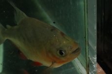 画像4: 【淡水魚】【通販】超激レア ブラジル便 イエローコロソマ サンフランシスコ産ワイルド【1匹 サンプル画像】(±7-11cm)(生体)(熱帯魚)NKO (4)
