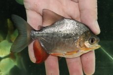 画像5: 【淡水魚】【通販】超激レア ブラジル便 イエローコロソマ サンフランシスコ産ワイルド【1匹 サンプル画像】(±7-11cm)(生体)(熱帯魚)NKO (5)