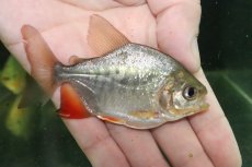 画像6: 【淡水魚】【通販】超激レア ブラジル便 イエローコロソマ サンフランシスコ産ワイルド【1匹 サンプル画像】(±7-11cm)(生体)(熱帯魚)NKO (6)