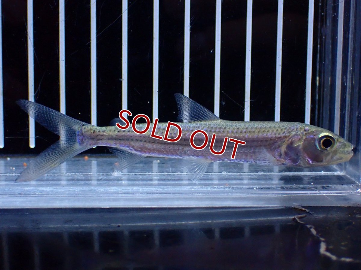 画像1: 【淡水魚】【通販】アフリカンタイガーフィッシュ ビッタータス ナイジェリア産 ワイルド【1匹 サンプル画像】(±8cm)(生体)(熱帯魚)NKO (1)