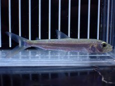 画像1: 【淡水魚】【通販】アフリカンタイガーフィッシュ ビッタータス ナイジェリア産 ワイルド【1匹 サンプル画像】(±8cm)(生体)(熱帯魚)NKO (1)