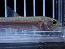 画像2: 【淡水魚】【通販】アフリカンタイガーフィッシュ ビッタータス ナイジェリア産 ワイルド【1匹 サンプル画像】(±8cm)(生体)(熱帯魚)NKO (2)
