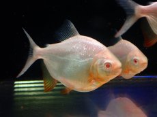 画像1: 【淡水魚】【通販】大きめ アルビノレッドコロソマ【1匹 サンプル画像】(±8-10cm)(大型魚)(生体)(熱帯魚)NKO (1)
