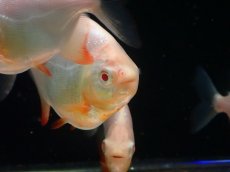 画像2: 【淡水魚】【通販】大きめ アルビノレッドコロソマ【1匹 サンプル画像】(±8-10cm)(大型魚)(生体)(熱帯魚)NKO (2)