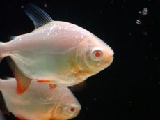 画像3: 【淡水魚】【通販】大きめ アルビノレッドコロソマ【1匹 サンプル画像】(±8-10cm)(大型魚)(生体)(熱帯魚)NKO (3)