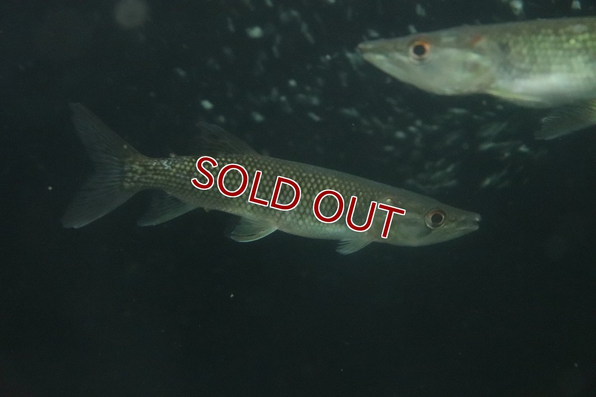 画像1: 【淡水魚】【通販】大きめ アフリカンパイクカラシン ワイルド【1匹 サンプル画像】(±15-17cm)(大型魚)(生体)(熱帯魚)NKO (1)
