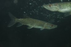 画像1: 【淡水魚】【通販】大きめ アフリカンパイクカラシン ワイルド【1匹 サンプル画像】(±15-17cm)(大型魚)(生体)(熱帯魚)NKO (1)