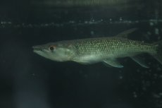 画像2: 【淡水魚】【通販】大きめ アフリカンパイクカラシン ワイルド【1匹 サンプル画像】(±15-17cm)(大型魚)(生体)(熱帯魚)NKO (2)