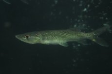 画像3: 【淡水魚】【通販】大きめ アフリカンパイクカラシン ワイルド【1匹 サンプル画像】(±15-17cm)(大型魚)(生体)(熱帯魚)NKO (3)