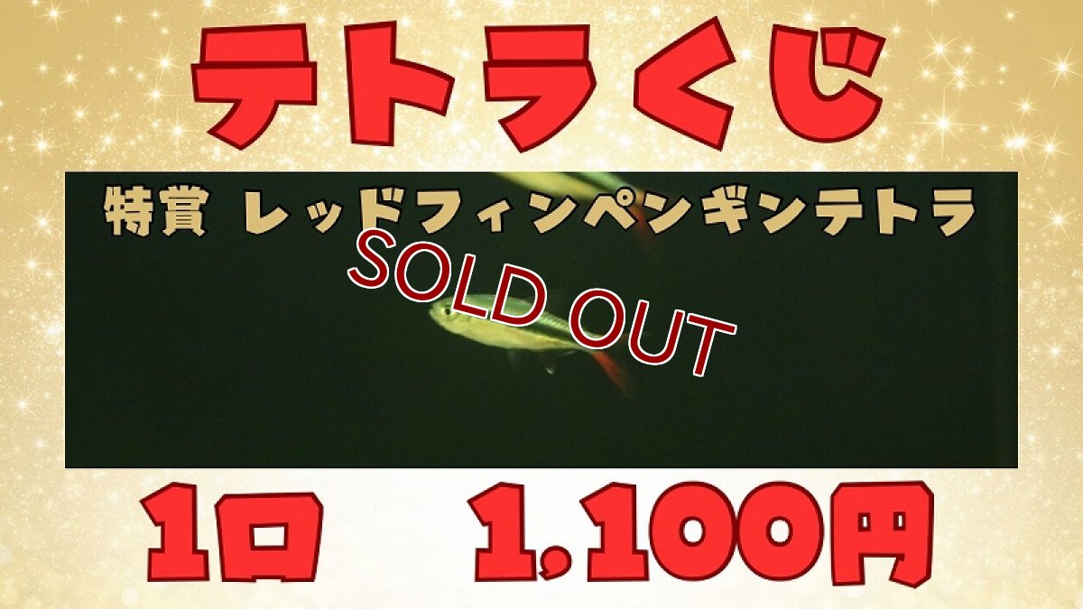 画像1: 【延長】【淡水魚】【通販】（8月10日（月）11日（火）開催）テトラくじ　1100円券【1回】(小型テトラ)(生体)(熱帯魚)NK (1)