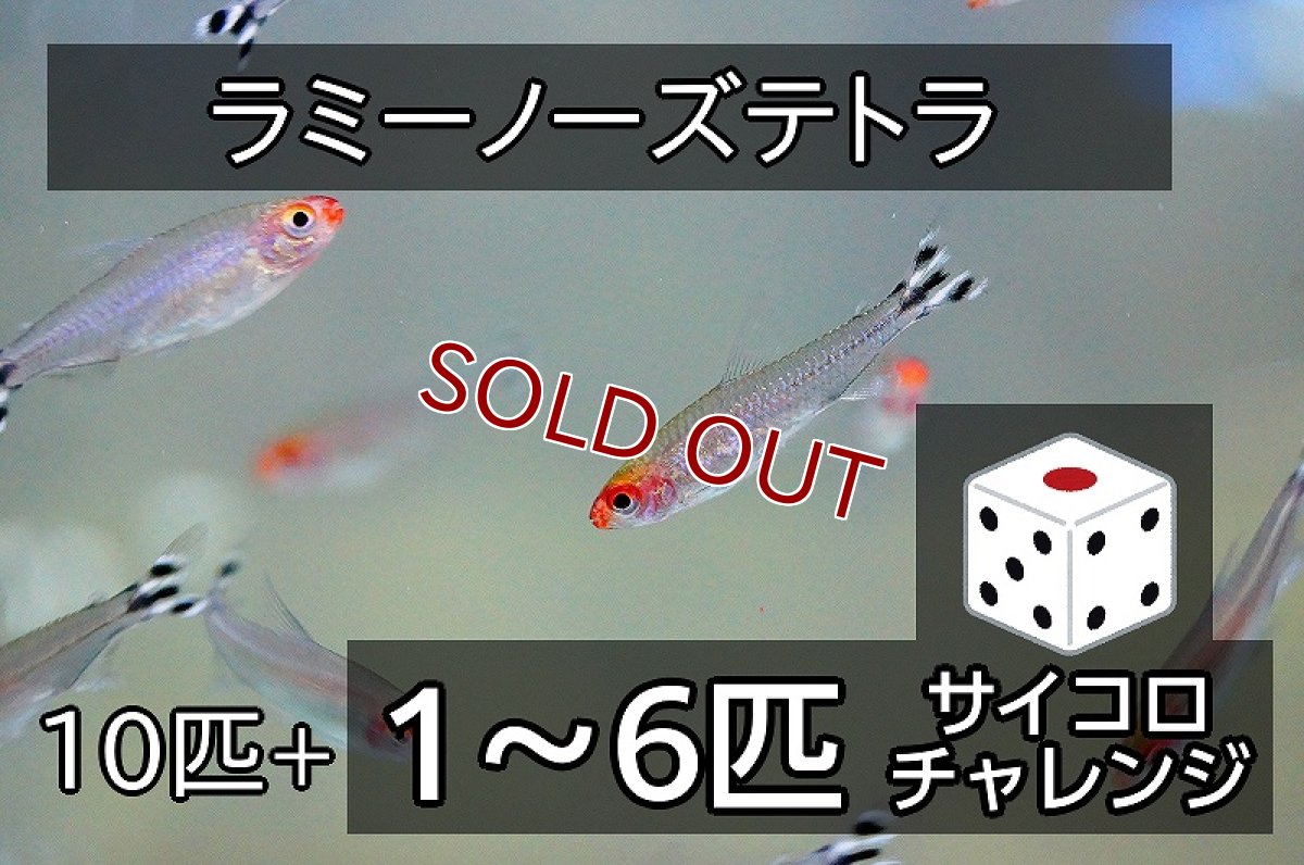 画像1: 【サイコロチャレンジ】【淡水魚】【通販】最大16匹 ラミーノーズテトラ【10-16匹 サンプル画像】(小型カラシン)(生体)(熱帯魚)NK (1)