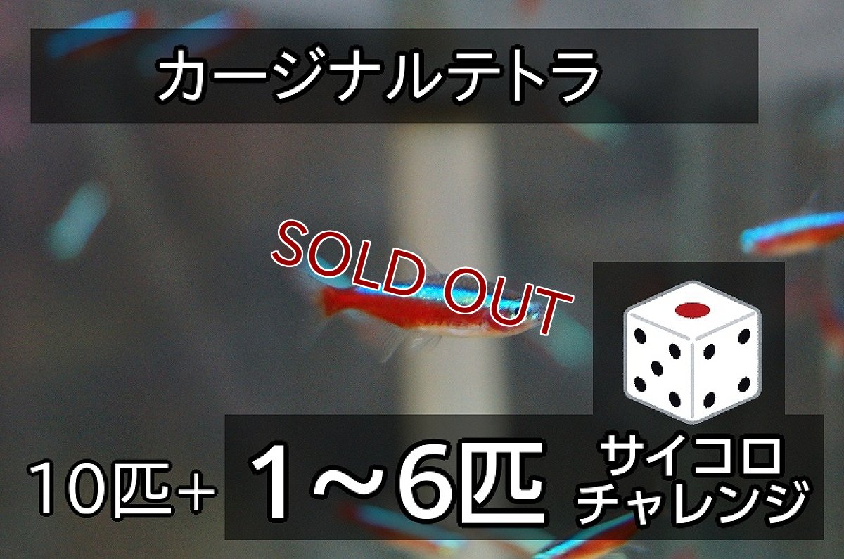 画像1: 【サイコロチャレンジ】【淡水魚】【通販】最大１６匹 カージナルテトラ【10-16匹 サンプル画像】(小型カラシン)(生体)(熱帯魚)NK (1)