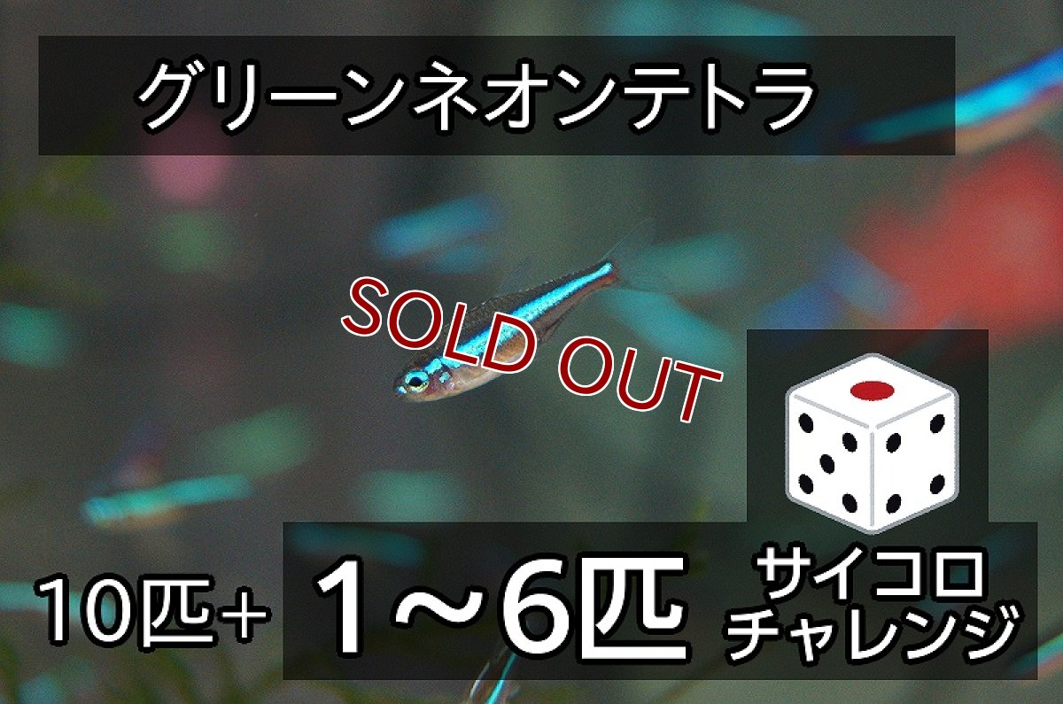 画像1: 【サイコロチャレンジ】【淡水魚】【通販】最大16匹 グリーンネオンテトラ【10-16匹 サンプル画像】(小型カラシン)(生体)(熱帯魚)NK (1)