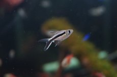 画像1: 【淡水魚】【通販】バルーンペンギンテトラ【1匹 サンプル画像】（生体）【小型カラシン】（熱帯魚）NKIK (1)