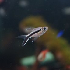 画像2: 【淡水魚】【通販】バルーンペンギンテトラ【1匹 サンプル画像】（生体）【小型カラシン】（熱帯魚）NKIK (2)