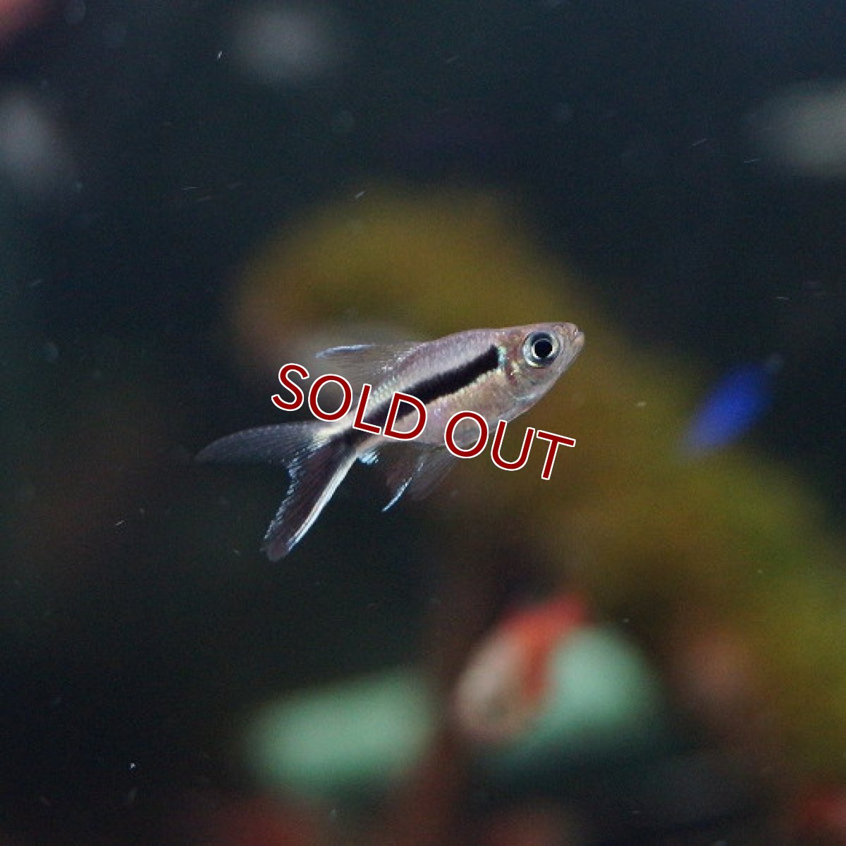 画像2: 【淡水魚】お取り寄せ バルーンペンギンテトラ【5匹】（生体）【小型カラシン】（熱帯魚）NKIK (2)