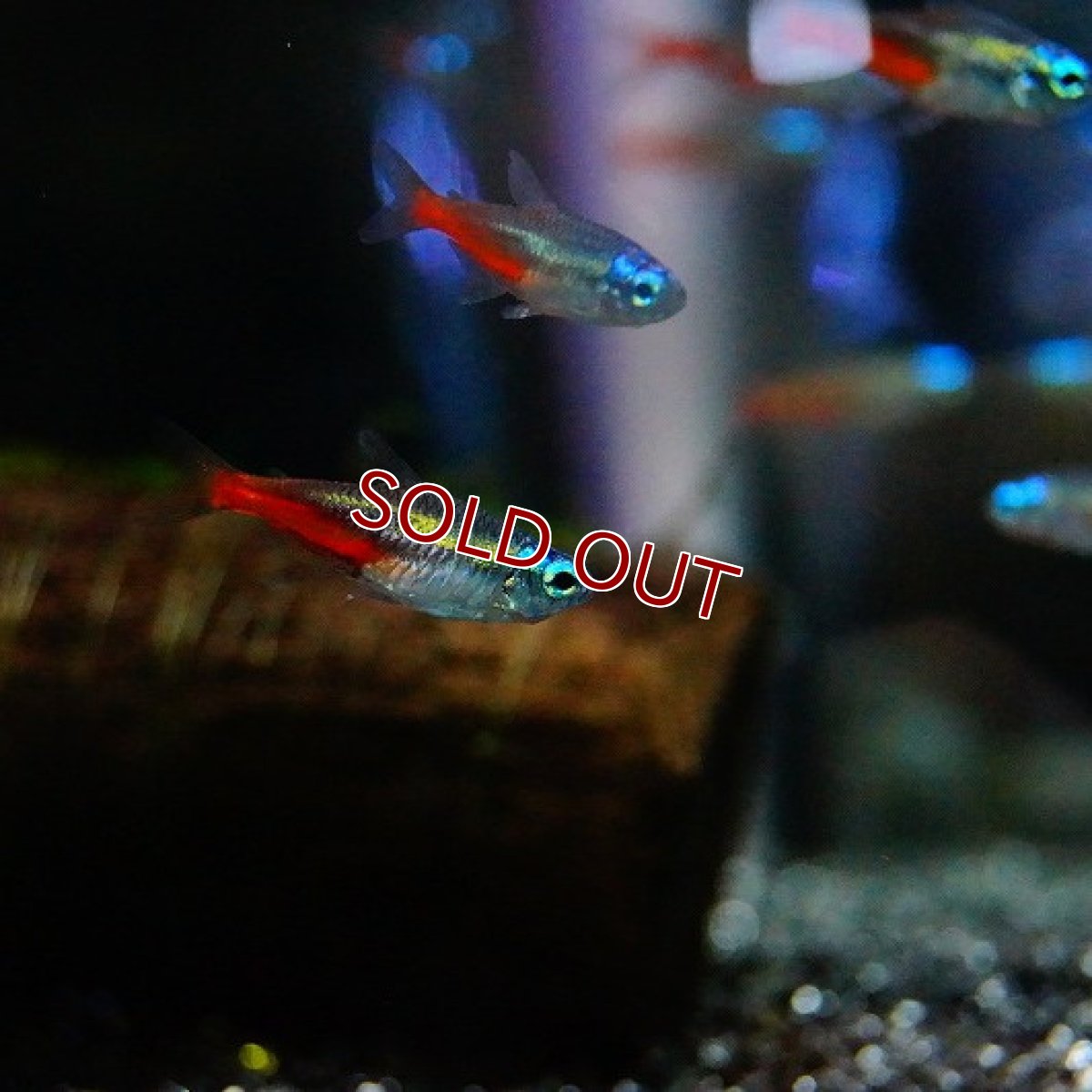 画像1: 【淡水魚】ダイヤモンドヘッドネオンテトラ【5匹】（生体）【小型カラシン】（熱帯魚）NKIK (1)