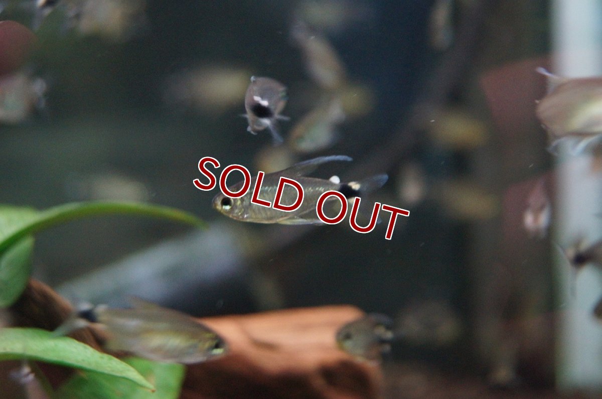 画像1: 【淡水魚】お取り寄せ テトラオーロ【10匹】（生体）【小型カラシン】（熱帯魚）NKIK (1)