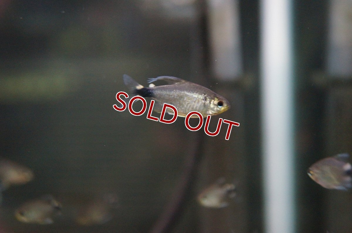 画像3: 【淡水魚】お取り寄せ テトラオーロ【5匹】（生体）【小型カラシン】（熱帯魚）NKIK (3)