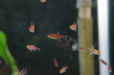 画像1: 【淡水魚】【通販】入荷激減 ディープレッドホタルテトラ ワイルド【５匹 サンプル画像】（生体【小型カラシン】（熱帯魚）NKIK (1)