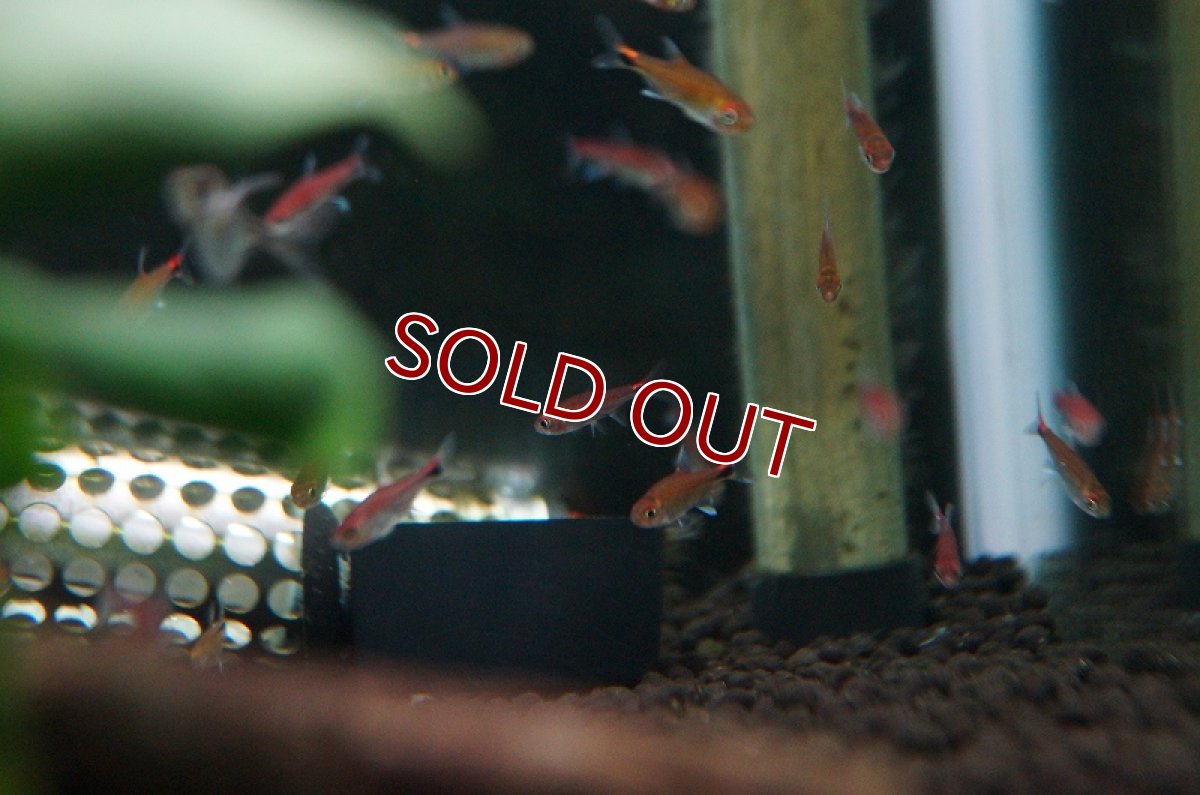 画像2: 【淡水魚】【通販】入荷激減 ディープレッドホタルテトラ ワイルド【５匹 サンプル画像】（生体【小型カラシン】（熱帯魚）NKIK (2)